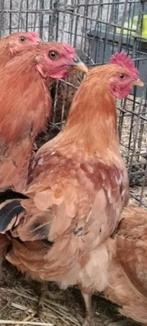 Kippen, Dieren en Toebehoren, Pluimvee