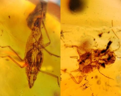 Mooi Birmees Amber (H) met insluiting van kakkerlak en cicad, Verzamelen, Mineralen en Fossielen, Fossiel, Verzenden