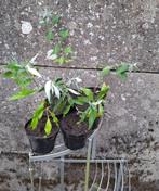 Vaste planten Vlinderstruik, Ophalen, Vaste plant