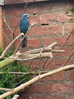 Indigobisschop/ blauwgrijze kardinaal, Dieren en Toebehoren, Vogels | Overige Vogels, Vrouwelijk, Tropenvogel, Geringd