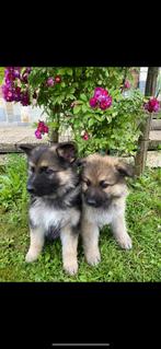 Langharige Duitse herder pups te koop., België, Particulier, 8 tot 15 weken, CDV (hondenziekte)