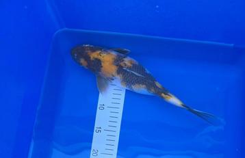 Japanse koi beschikbaar voor biedingen