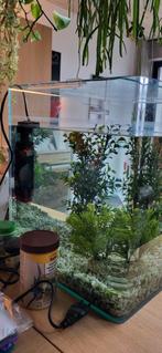 Micro aquarium 20 liter met filter en toebehoren., Enlèvement