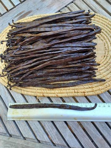 ONTDEKKINGSPAKKET - 5 vanillebonen uit Madagascar 18 cm beschikbaar voor biedingen