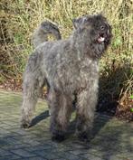 Bouvierpups te koop, Dieren en Toebehoren, België, Fokker | Hobbymatig, CDV (hondenziekte), 8 tot 15 weken