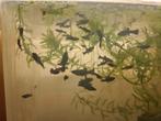 Jonge black Molly's, Dieren en Toebehoren