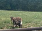 Bruin melk geiten met kits, Dieren en Toebehoren, Schapen, Geiten en Varkens, Meerdere dieren, Geit, 0 tot 2 jaar