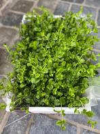 Bodembedekkers, Tuin en Terras, Planten | Tuinplanten, Ophalen, Vaste plant, Bodembedekkers