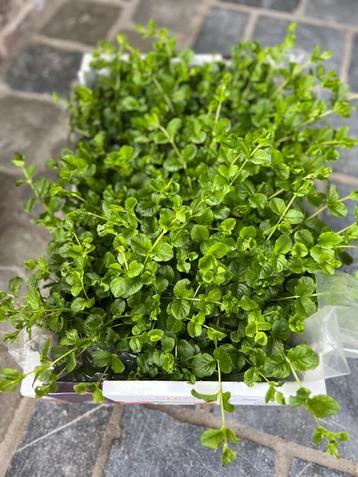 Bodembedekkers, Tuin en Terras, Planten | Tuinplanten, Ophalen, Vaste plant, Bodembedekkers