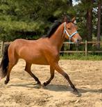 4j ruin (Fürstenball x De Niro), Dieren en Toebehoren, Paarden, Ruin, Zadelmak