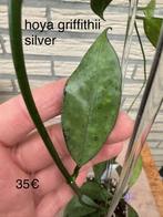 Joya griffithii silver, Huis en Inrichting, Kamerplanten, Ophalen of Verzenden