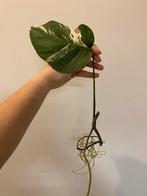 Monstera Deliciosa Albo Variegata #6, Huis en Inrichting, Kamerplanten, Ophalen of Verzenden