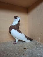 Bewezen koppel felegyhazer tuimelaar, Dieren en Toebehoren, Vogels | Duiven