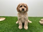 Cockapoo pups (F1), Dieren en Toebehoren, België, 8 tot 15 weken, Parvo, Meerdere