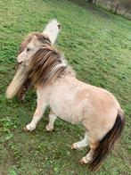 Goed thuisje gezocht voor onze lieve Obi, valk bont, Dieren en Toebehoren