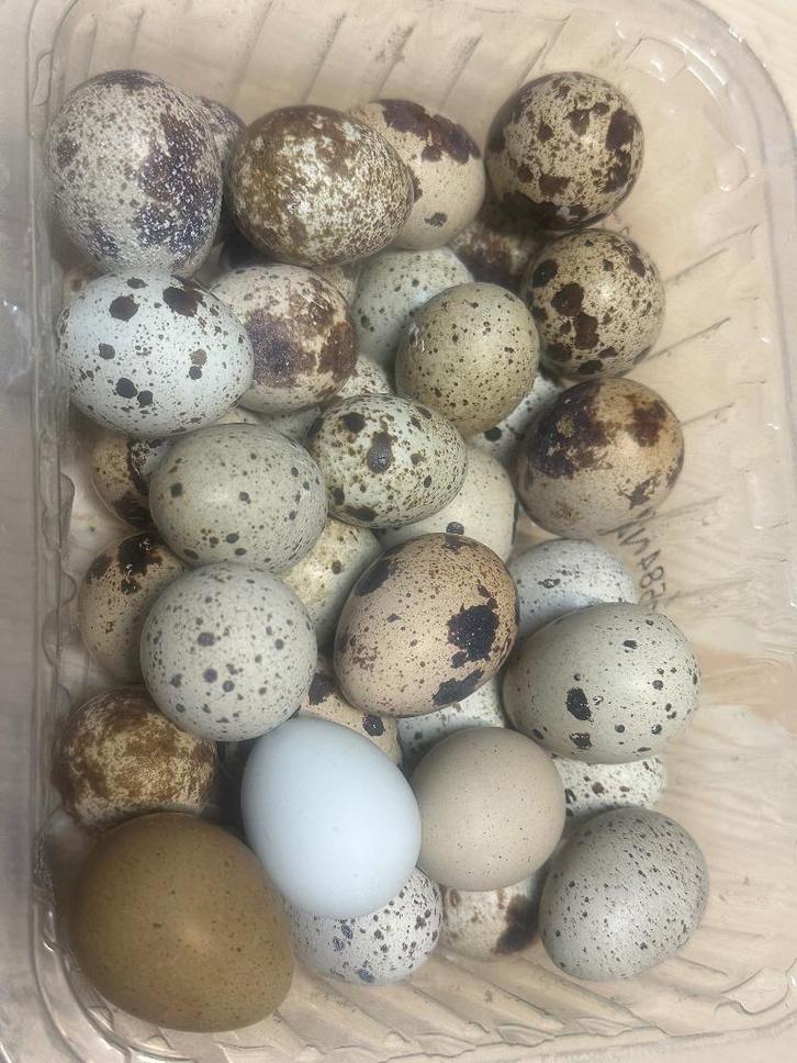 Kwartel eieren, Dieren en Toebehoren, Pluimvee, Overige soorten, Geslacht onbekend