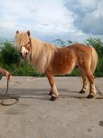 Gezocht ponys, Ruin