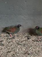 Roul roul, Dieren en Toebehoren, Vogels | Overige Vogels, Meerdere dieren, Geringd