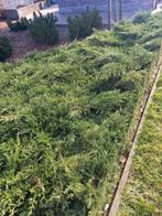 gratis: conifeer - struiken, Tuin en Terras, Ophalen, Conifeer, Struik, Minder dan 100 cm