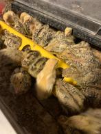 Japanse jumbo kwartels meer dan week oud, Dieren en Toebehoren