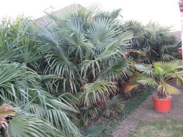 Palmbomen diverse groottes beschikbaar voor biedingen