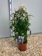 Jasmins polyanthum arche en pot de 2l À 12€ l’un seulement, Enlèvement ou Envoi