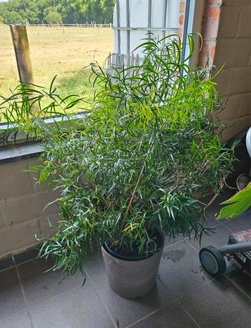 Grote kamerplant Asparagus falcatus 75 cm hoog  beschikbaar voor biedingen