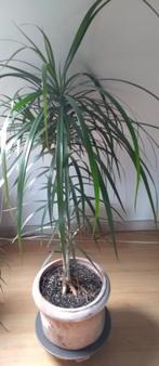 dracena, Groene kamerplant, Ophalen, In pot, 100 tot 150 cm