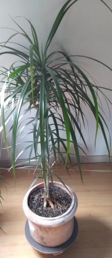 dracena beschikbaar voor biedingen