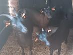 Chèvres naines castrées, Animaux & Accessoires, Moutons, Chèvres & Cochons