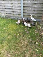 Eenden Hollandse kwaker/kuifeend, Dieren en Toebehoren, Pluimvee