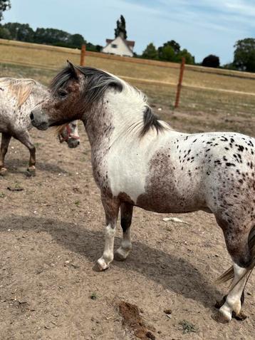 Superbes poneys Appaloosa, Vermifugé, Poney de récréation, Plusieurs animaux, Poney A (jusqu'à 1.17 m)