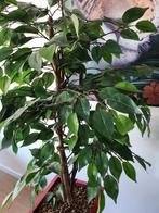 Ficus Benjamina kunstplanten 100euro, Huis en Inrichting, Woonaccessoires | Kunstplanten en Kunstbloemen, Ophalen