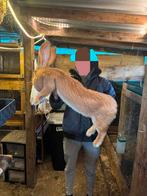 Ras echte gele vlaamse reuzen, Animaux & Accessoires, Lapins, Petit