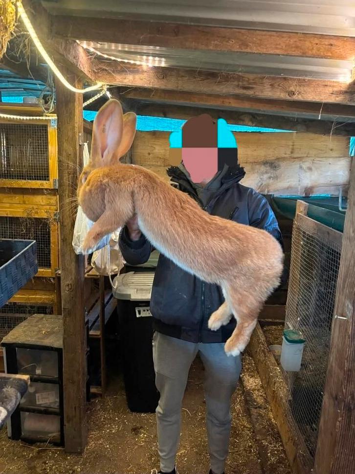 Ras echte gele vlaamse reuzen, Animaux & Accessoires, Lapins, Petit