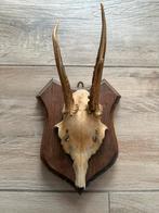 Crâne bois de chevreuil, Collections, Enlèvement ou Envoi, Utilisé, Cerf, Crâne