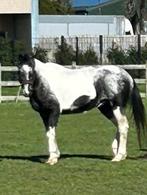 Lieve merrie d pony, Dieren en Toebehoren, Paarden, Merrie, Minder dan 160 cm, Z, Dressuurpaard
