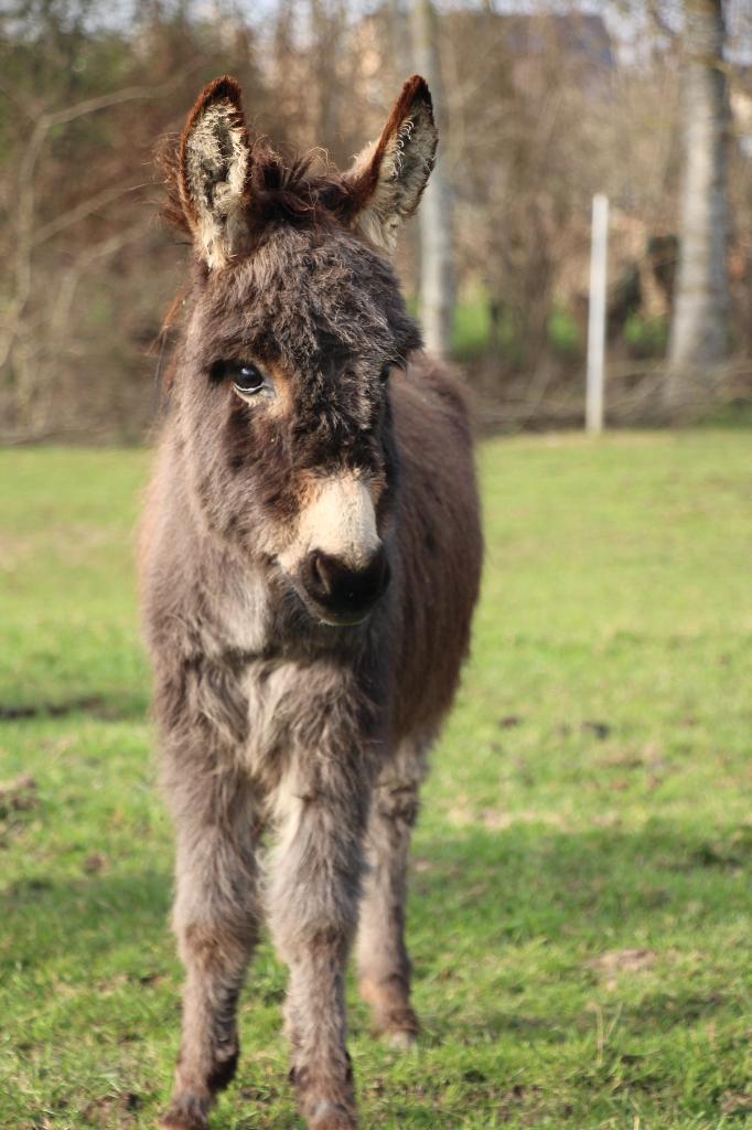 Mini - jument âne, Animaux & Accessoires, Animaux Autre, Femelle, Juin