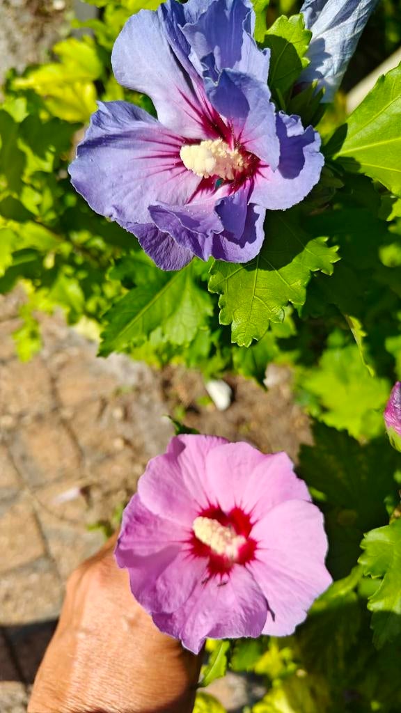 LAATSTE pakketten Hibiscussen - Ook vlinderstruiken aan spot, Tuin en Terras, Ophalen