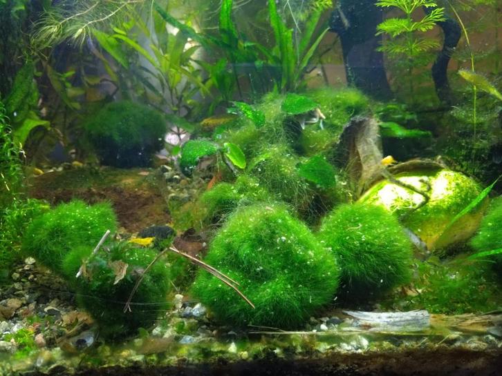 mosbol voor aquarium Cladophora Aegagropila, Dieren en Toebehoren, Vissen | Aquaria en Toebehoren, Nieuw, Plant(en), Steen of Hout