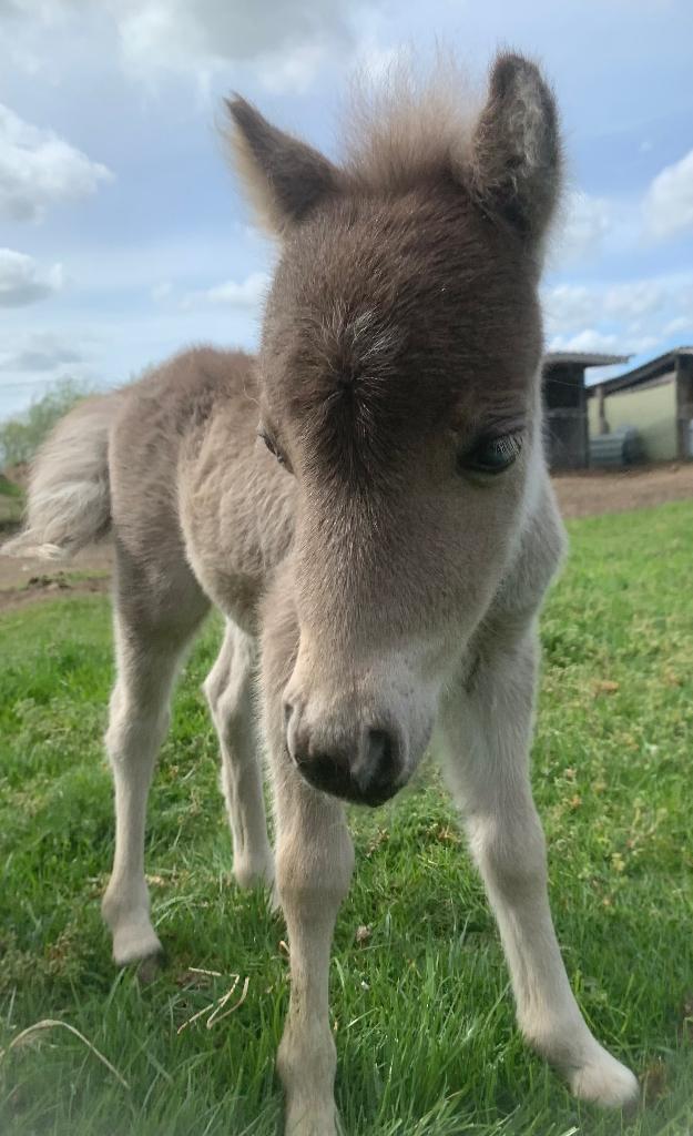 Silver dapple hengstje, Animaux & Accessoires, Poneys, Étalon, Vermifugé