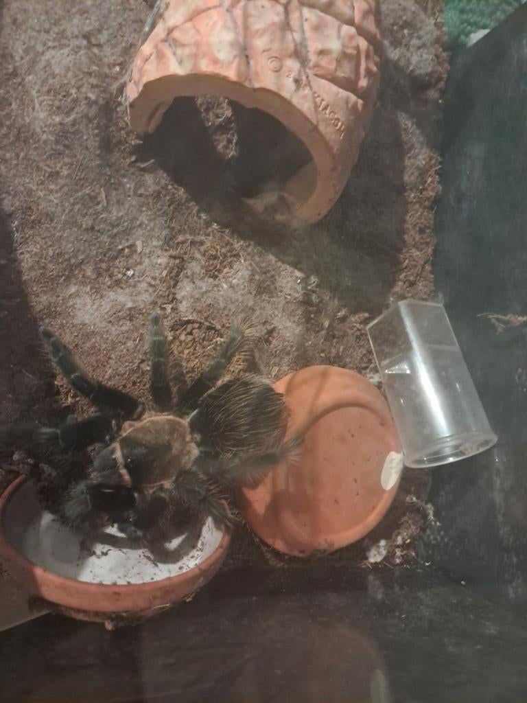 Tarantula (tlitocatl verdezi) meisje, Ophalen of Verzenden