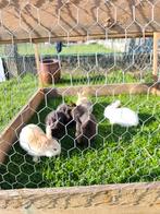 Konijnen gratis, Dieren en Toebehoren