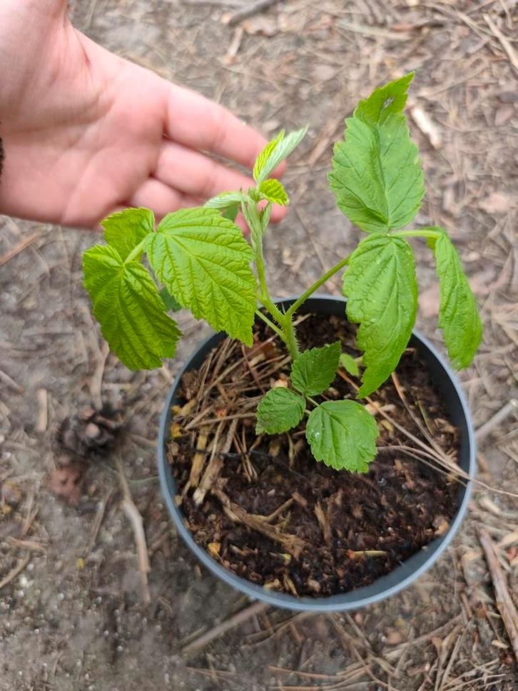Herfstframboos Plant, Jardin & Terrasse, Plantes | Jardin, Enlèvement
