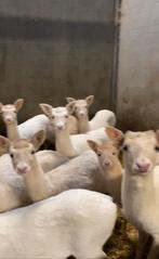 Les daims blancs recherchés payent le meilleur prix, Janvier, Femelle