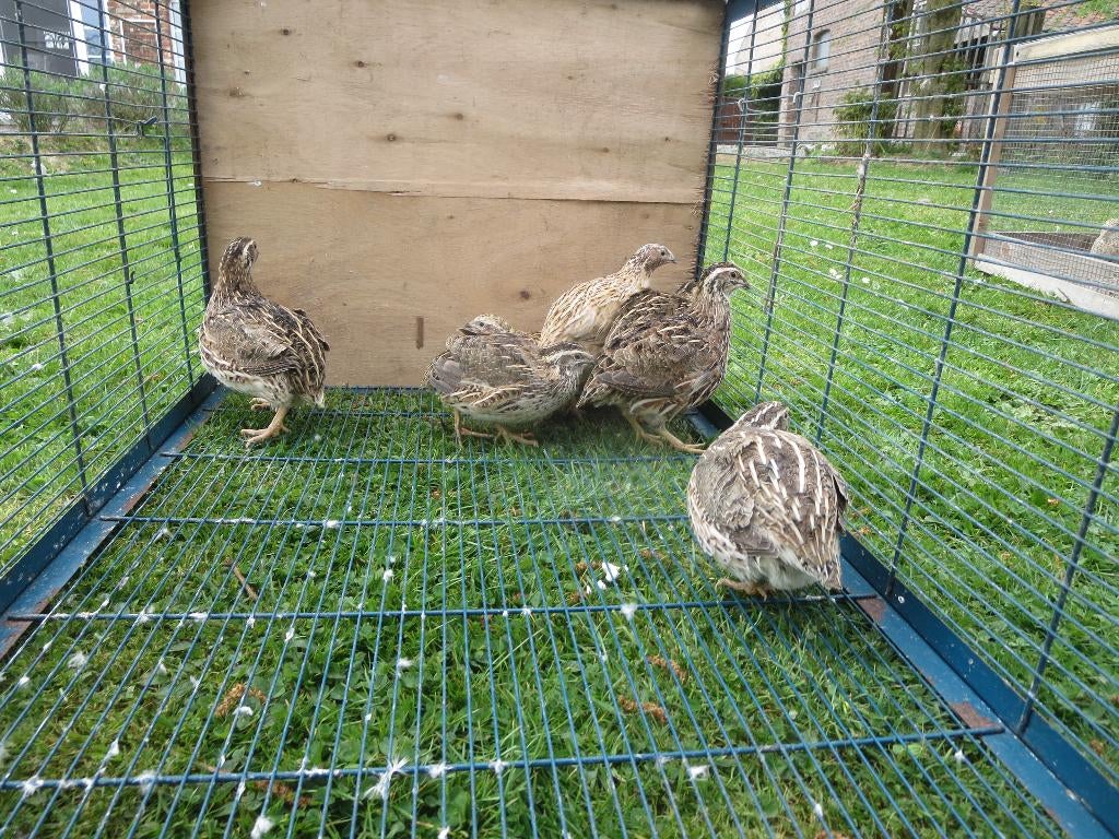 caille du Japon et/ou de Chine, Mâle