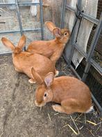 Lapin Géant papillon francais, Plusieurs animaux, Grand, 0 à 2 ans