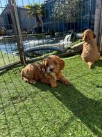 Prachtige cavapoo pups, Parvo, België, Overige rassen, 8 tot 15 weken