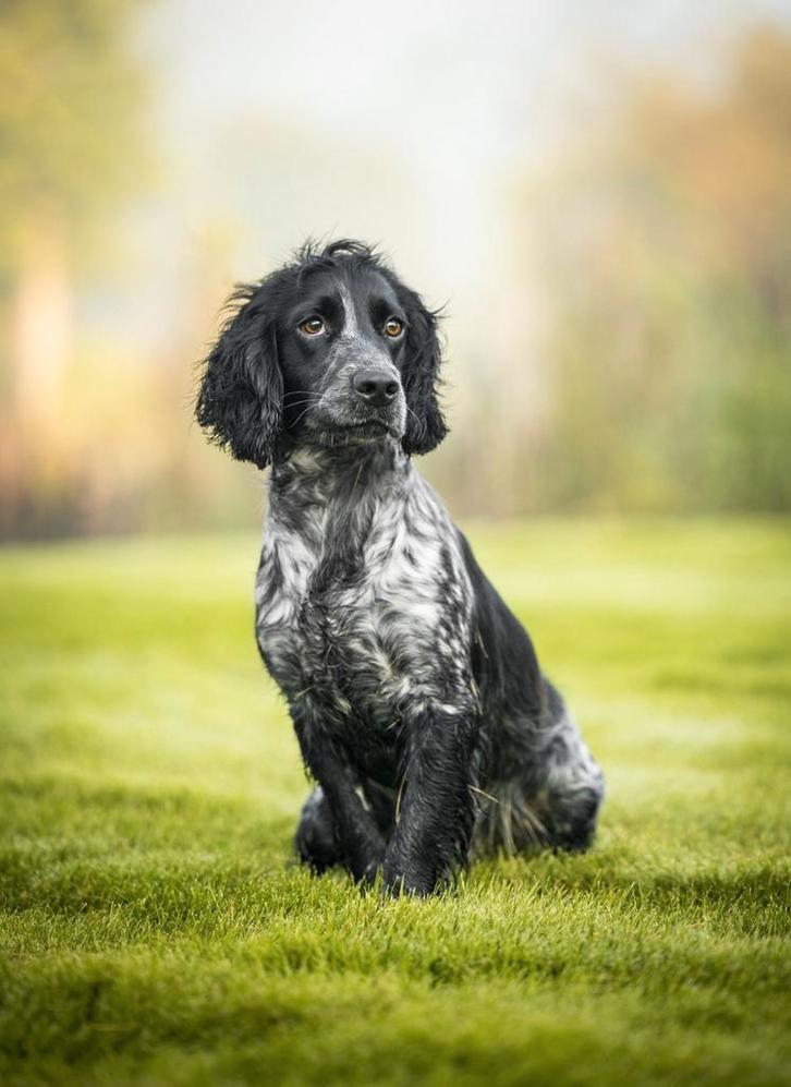 Gezocht hondenmodel, Contacts & Messages, Prédictions & Messages divers