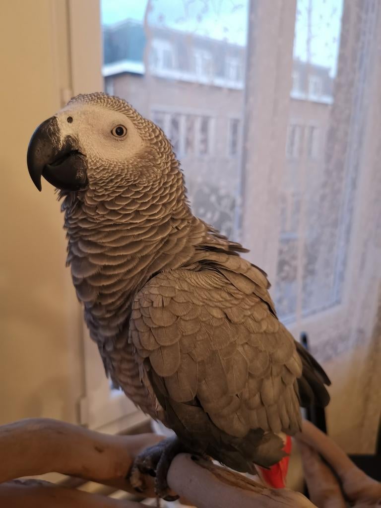 Gris de Gabon, Parleur